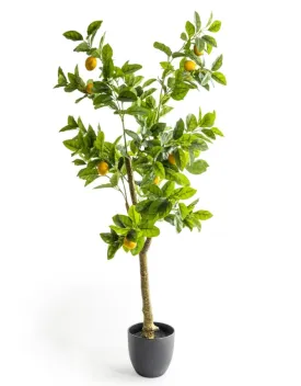 Large Potted Lemon Tree