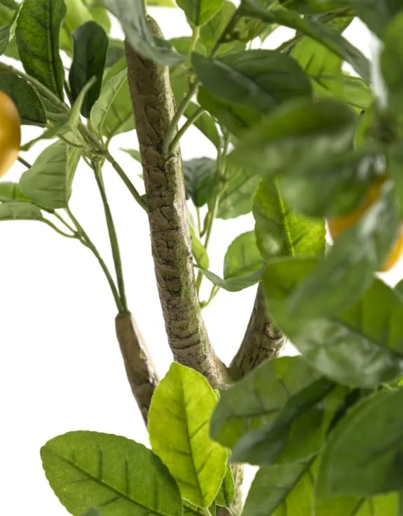 Large Potted Lemon Tree